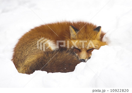 Red Fox sleeping in the snow in wintertime Red Fox sleeping in the snow in wintertime 10922820