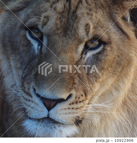 ライオン(かみね動物園) ライオン(かみね動物園) 10922906