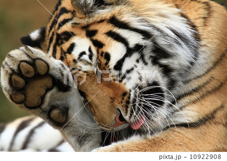 アムールトラ(多摩動物公園) アムールトラ(多摩動物公園) 10922908
