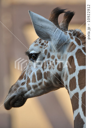 アミメキリン(羽村市動物公園) 10922912