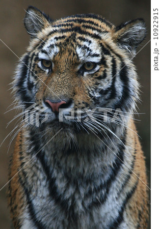 アムールトラ(多摩動物公園) 10922915