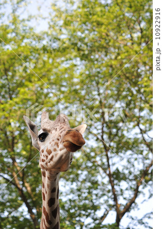 アミメキリン(羽村市動物公園) 10922916