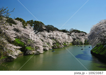 サクラ満開の千鳥が淵 10923067