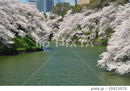 サクラ満開の千鳥が淵 サクラ満開の千鳥が淵 10923070