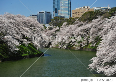 サクラ満開の千鳥が淵 サクラ満開の千鳥が淵 10923071