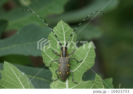 黄星髪切虫　イチジクの天敵です。 10923755