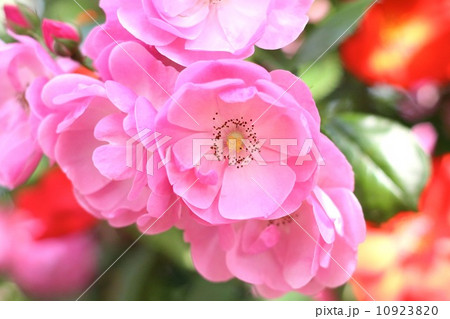 薔薇 10923820