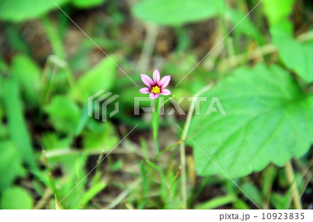 公園の庭石菖 10923835