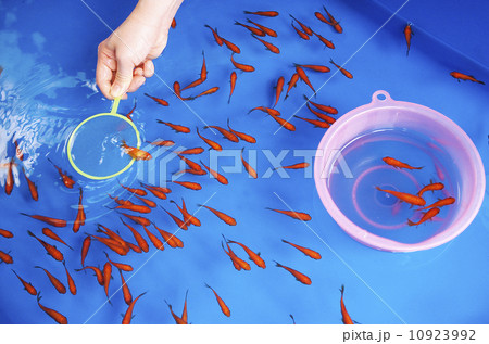 金魚すくい 10923992