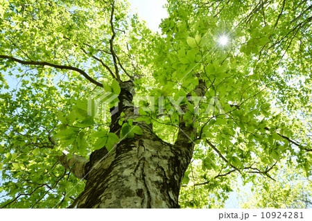 磐梯山のブナ 磐梯山のブナ 10924281
