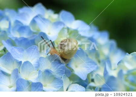 でんでん虫89 でんでん虫89 10924521