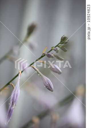 ギボウシの花(ゴーストマスター） 10924623