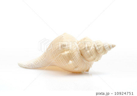Seashell isolated over a white background 10924751