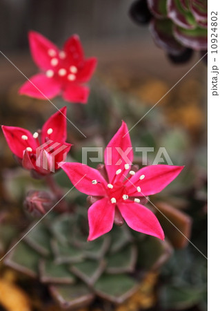 サキュレント(ベルム) サキュレント(ベルム) 10924802