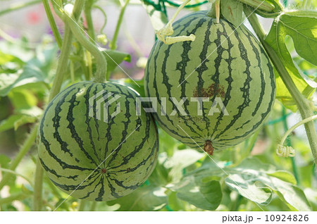 ミニスイカ 10924826