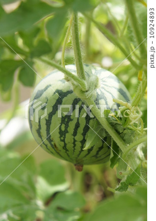 ミニスイカ 10924893