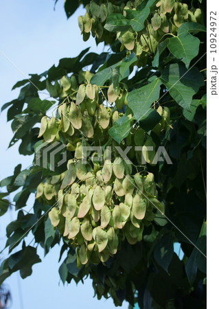 青桐　暑い夏風に吹かれてサワサワと涼しげ。　 10924972