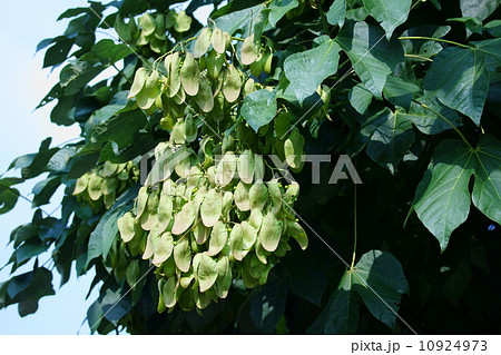 青桐　暑い夏風に吹かれてサワサワと涼しげ。　 10924973