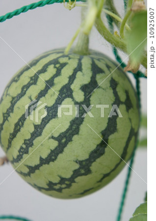 ミニスイカ 10925007