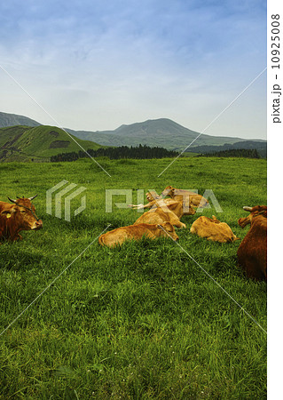 阿蘇の放牧 10925008