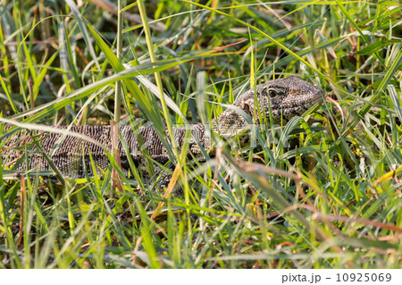 Monitor Lizard camouflaged over weed Monitor Lizard camouflaged over weed 10925069
