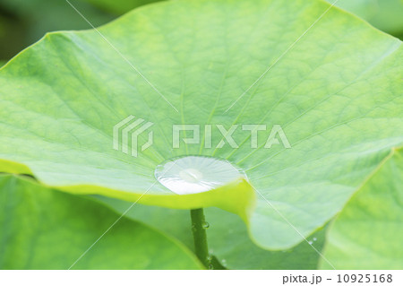 蓮の葉の水滴 10925168