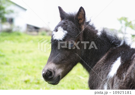 阿蘇の牧場の子馬 阿蘇の牧場の子馬 10925181