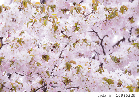 桜 10925229