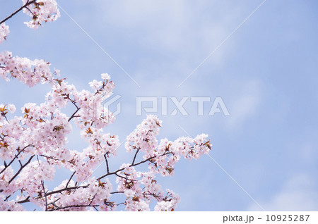 桜 10925287