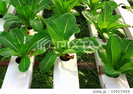 Organic hydroponic vegetable garden Organic hydroponic vegetable garden 10925409
