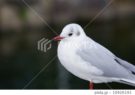 渡り鳥 10926191