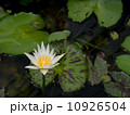 white lotus blossoms or water lily flowers blooming on pond 10926504