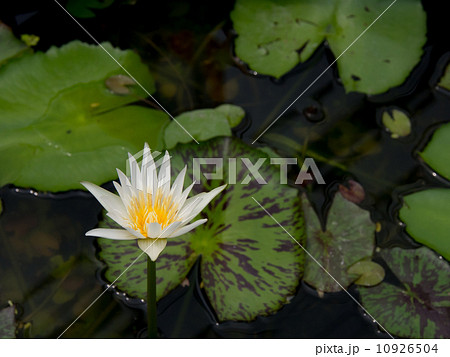 white lotus blossoms or water lily flowers blooming on pond white lotus blossoms or water lily flowers blooming on pond 10926504