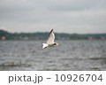 鳥 10926704