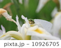 ニホンアマガエル 10926705