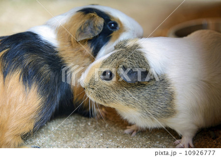 モルモット 10926777