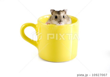 Little hamster sitting inside a yellow cup 10927007