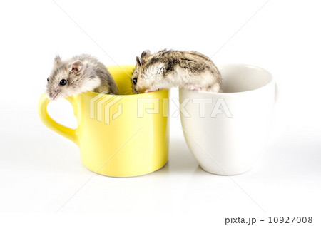 two Little hamsters  going out  a yellow cup and white cup 10927008