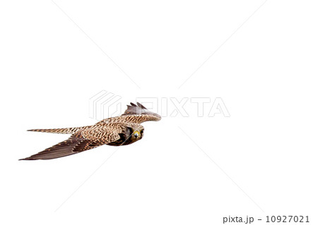 チョウゲンボウ２ 10927021