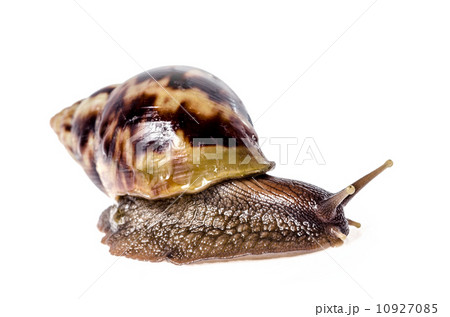 Garden snail isolated on white. 10927085