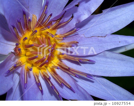 image of a lotus flower 10927554