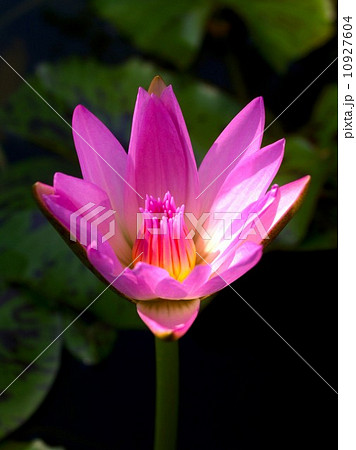 image of a lotus flower 10927604