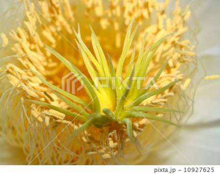 image of a lotus flower 10927625