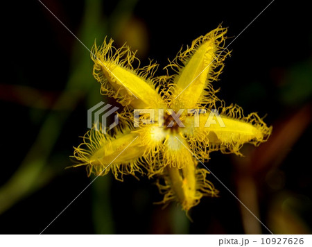 image of a lotus flower 10927626