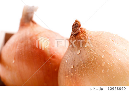 2個のタマネギ 2個のタマネギ 10928040
