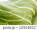 キャベツの葉 10928052