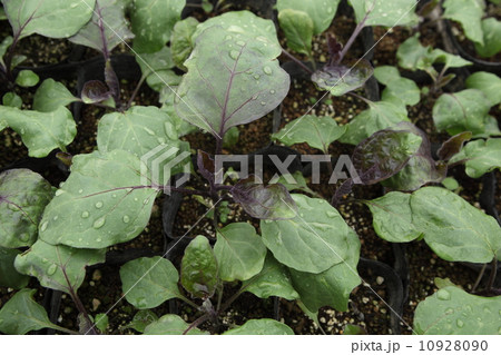 茄子の苗 10928090