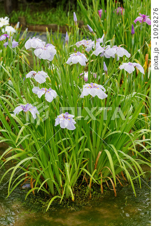 薄い藤紫色の六英花の花菖蒲・古照田に雨のしずく 10928276