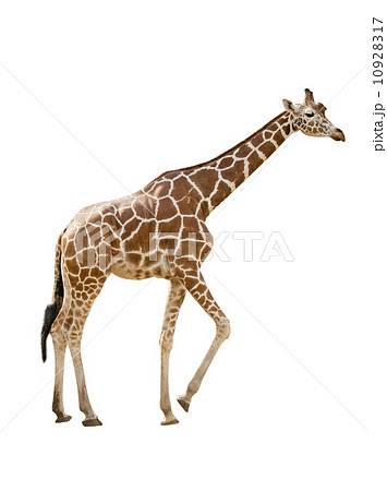 Giraffe Giraffe 10928317