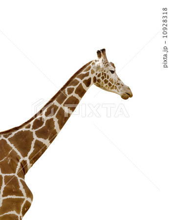 Giraffe Giraffe 10928318